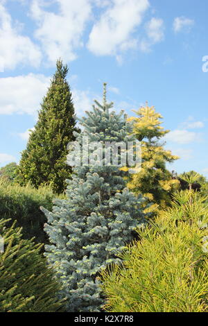 Immergrüne Koniferen Kombination Bepflanzung einschließlich Abies, Pinus und Fichten zeigt die Lebendigkeit und Vielfalt der Laub in einem Englischen Garten Stockfoto