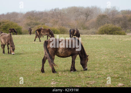 Wild Exmoor Ponys auf einer Wiese in Langeland, Dänemark Stockfoto