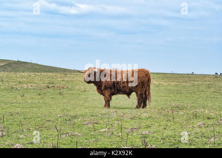 Highland Rinder auf der Weide bei Gulstav Mose, Langeland, Dänemark Stockfoto