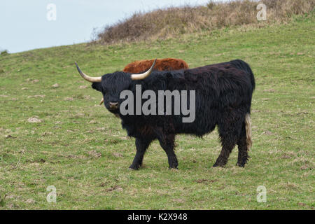 Highland Rinder auf der Weide bei Gulstav Mose, Langeland, Dänemark Stockfoto