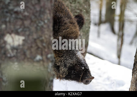 Ein Tier Portrait eines erwachsenen Wildschwein im Winter. Stockfoto