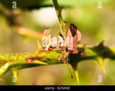 Nahaufnahme der dock Bug auf dornigen Zweig Coreus marginatus; England; UK Stockfoto