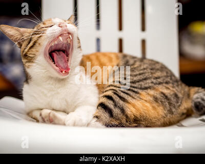 Gestreifte Katze ruht auf Stuhl Stockfoto