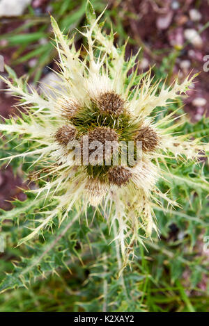 Alpenblume von dornigen Pflanze auf der Wiese Stockfoto