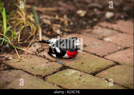 Nahaufnahme der ROSE-BREASTED GROSBEAK (PHEUCTICUS LUDOVICIANUS) LITITZ PENNSYLVANIA Stockfoto