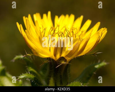 Schöne Knospen gelb Löwenzahn Taraxacum officinale gesehen von der Seite Close up; England; UK Stockfoto