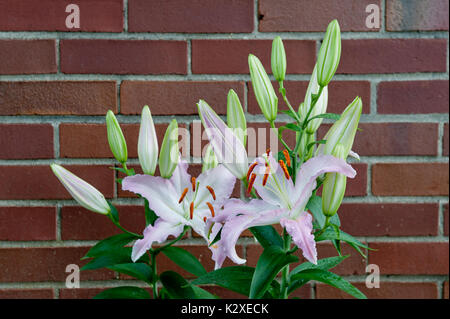 Schöne rosa und weisse Lilie blüht, LANDISVILLE, Pennsylvania Stockfoto
