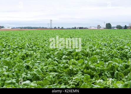 Grünes Feld von rettich die Anbauerklärung Lititz, Pennsylvania Stockfoto