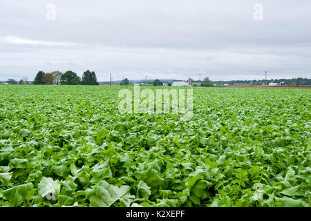 Grünes Feld von rettich die Anbauerklärung Lititz, Pennsylvania Stockfoto