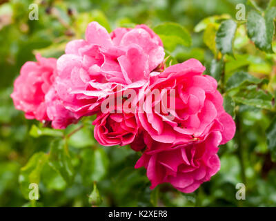 Nahaufnahme der große Haufen von rosa Rosenblüten Garten Rosa Canina; England; UK Stockfoto