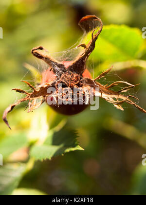 In der Nähe der Unterseite des Hagebutte Rosa Canina auf Baum; England; UK Stockfoto