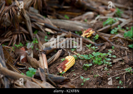 Nahaufnahme der MAISKOLBEN IM BEREICH DER STOPPELN Lititz, Pennsylvania Stockfoto