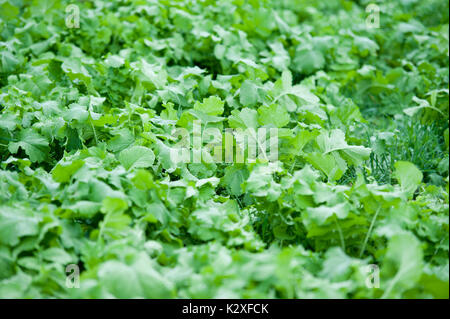 Grünes Feld von rettich die Anbauerklärung Lititz, Pennsylvania Stockfoto