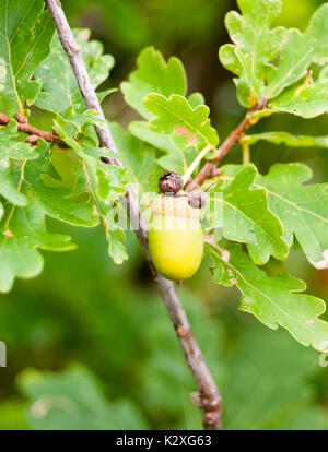 Nahaufnahme der Grünen acorn Single auf Baum Detail scharfe Quercus robur; England; UK Stockfoto