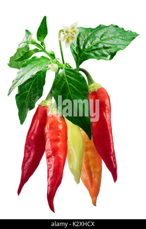 Aji Cristal Pfeffer (Capsicum baccatum) Pflanze mit Hülsen und Blume. Freistellungspfad Stockfoto