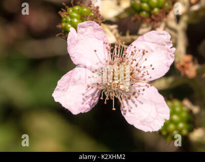 Nahaufnahme der Blüte rosa Brombeere Rubus fruticosus; England; UK Stockfoto