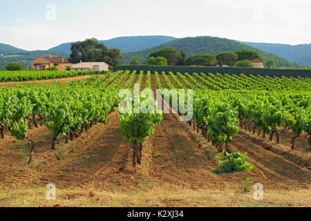 Weinberg im Luberon Stockfoto