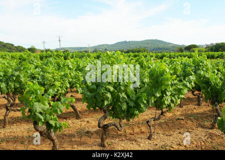 Weinberg im Luberon Stockfoto