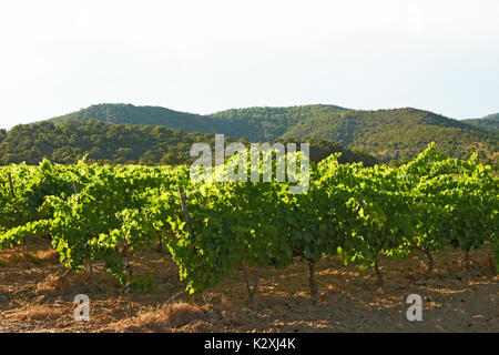 Weinberg im Luberon Stockfoto