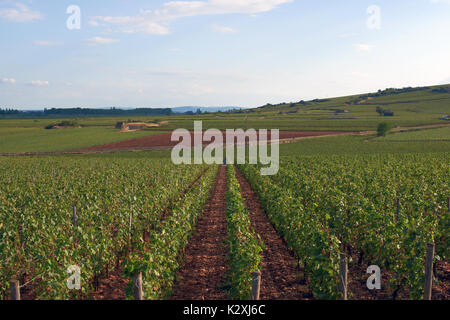 Weinberg im Luberon Stockfoto