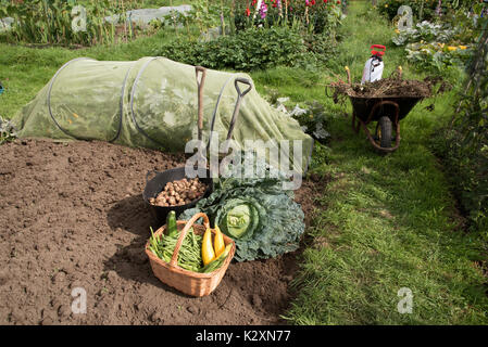 Eine Ausstellung von frisch geerntetem Gemüse, einschließlich Kartoffeln, Bohnen, Mais und einem großen Kohl auf einer Zuteilung in Großbritannien Stockfoto