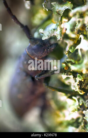 Longhorn Käfer krabbelte auf Eiche - starke Käfer und raue Rinde Stockfoto