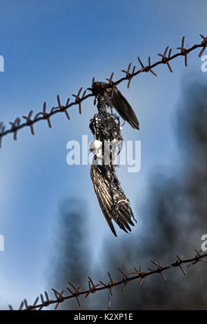 Menschen als Ursache für den Tod der Tiere, lächerlich Tod. Mavis gefangen mit Flügel über Stacheldraht und endete im Skelett mit Federn. Stockfoto