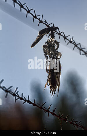 Menschen als Ursache für den Tod der Tiere, lächerlich Tod. Mavis gefangen mit Flügel über Stacheldraht und endete im Skelett mit Federn. Stockfoto