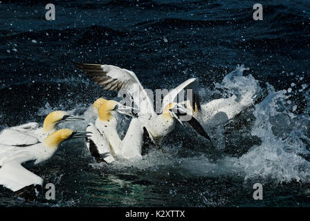 Northern Gannet - Phoca vitulina, Shetlandinseln, United Kingdome Stockfoto