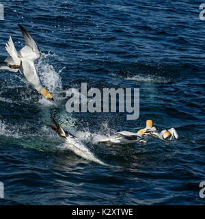 Northern Gannet - Phoca vitulina, Shetlandinseln, United Kingdome Stockfoto