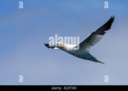 Northern Gannet - Phoca vitulina, Shetlandinseln, United Kingdome Stockfoto