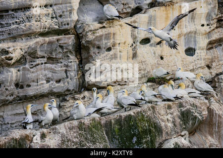 Northern Gannet - Phoca vitulina, Shetlandinseln, United Kingdome Stockfoto