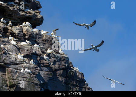 Northern Gannet - Phoca vitulina, Shetlandinseln, United Kingdome Stockfoto