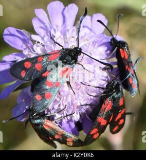 Tag-fliegen sechs-Spot Burnet Motten versammeln sich auf Feld Witwenblume (Zygaena Filipendulae) Blumen (Knautia Arvensis). Cuckmere Haven, Sussex, UK. Stockfoto