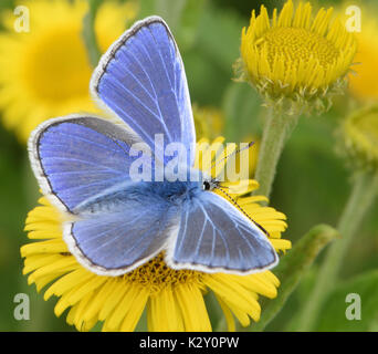 Ein männlicher Gemeinsame blauer Schmetterling (Polyommatus icarus) Fütterung mit Flügeln öffnen auf einen gemeinsamen Berufskraut (Pulicaria dysenterica) Blüte. Bedgebury Wald, Kent, Stockfoto