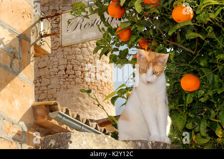 Hauskatze, Red Tabby white, sitzen auf einer Mauer vor einem Orangenbaum durch ein Restaurant Stockfoto