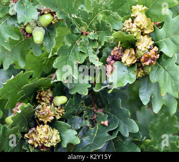 Knopper Galle auf die eicheln eines Pedunculate oak tree (Quercus robur). Die Galle die Galle wasp Andricus quercuscalicis verursacht. Bedgebury Wald Stockfoto