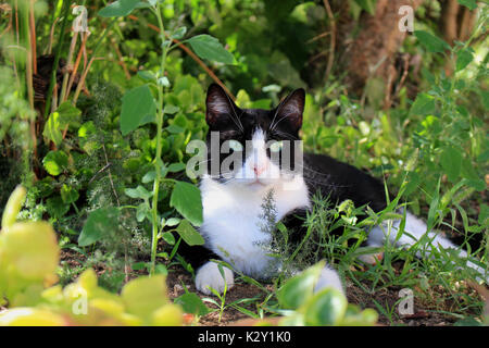 Hauskatze, Tuxedo, liegen im Schatten der grünen Pflanzen im Garten Stockfoto