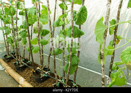 Die jungen Triebe von Melonen Pflanzen im Gewächshaus von string Melone Netze unterstützt. Stockfoto