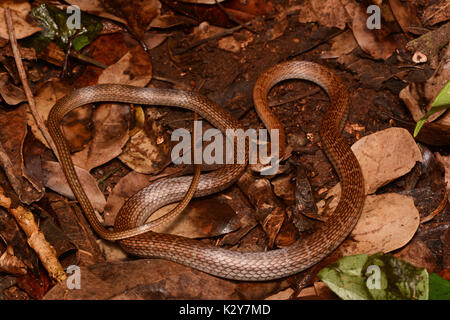 Lachs-bellied Racer (Mastigodryas melanolomus) von Yucatán, México. Stockfoto