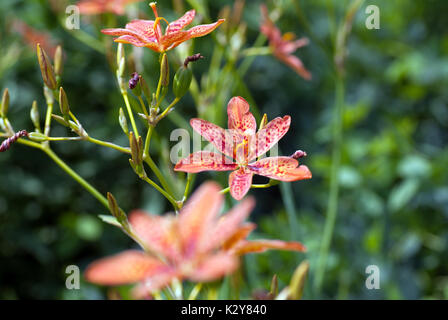 Brave magenta Lilien Stockfoto