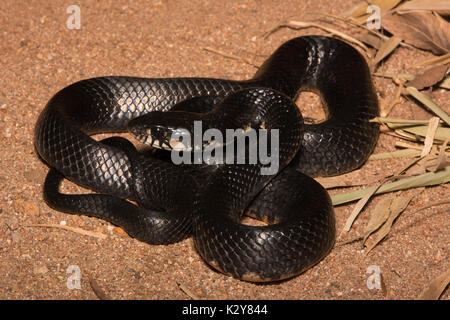 Zentralamerikanischen Indigo Snake (Drymartchon Melanurus) von Sonora, Mexiko. Stockfoto