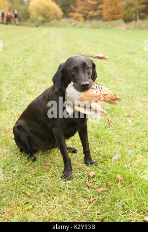 Jungen Labrador Gun Dog mit Rebhuhn (alectoris Rufa) Stockfoto