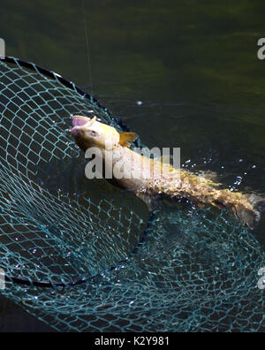 Fliegenfischen obere Chalke Fluss Stockfoto