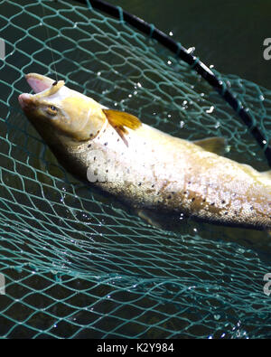 Fliegenfischen obere Chalke Fluss Stockfoto