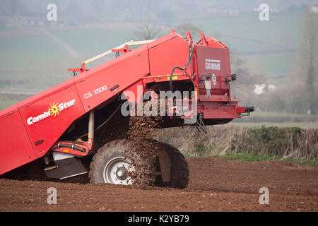 Vorbereitung und Pflanzung bio Kartoffeln Stockfoto
