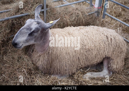 Blau konfrontiert, Leicester, Devon County Show 2009 Stockfoto