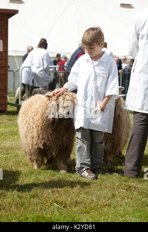 Devon County Show 2009 zu Urteilen, Schafe, junge Handler Stockfoto