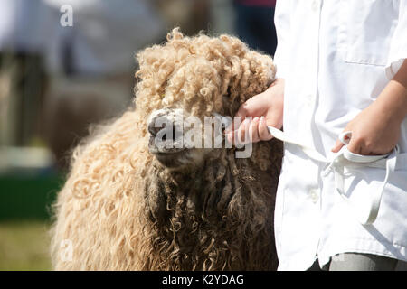 Devon County Show 2009 zu Urteilen, Schafe, junge Handler Stockfoto