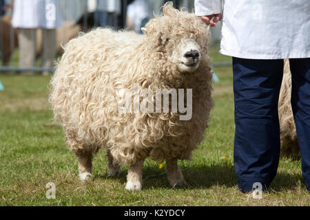 Devon County Show 2009 zu Urteilen, Schafe, Stockfoto